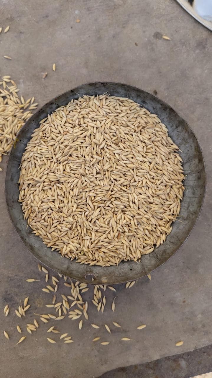 Black Wheat Seeds
