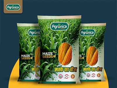 Premium Maize Seeds