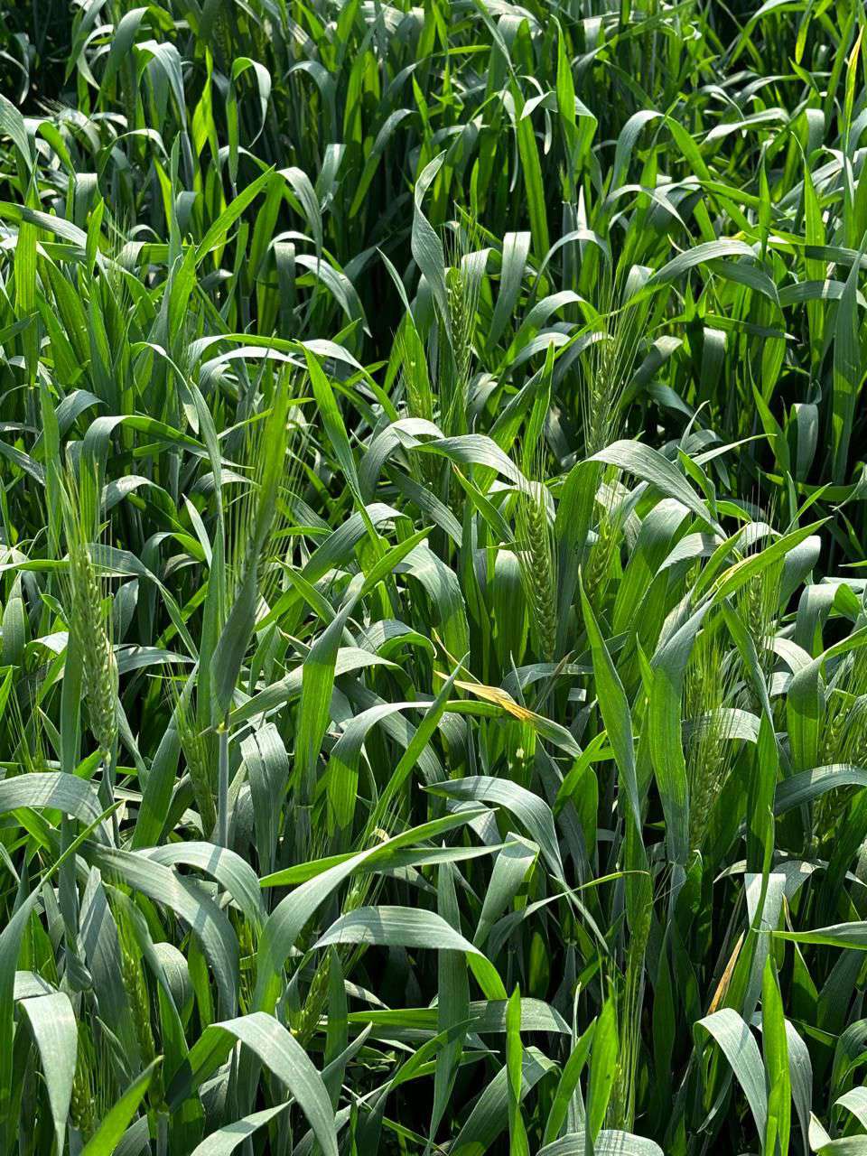 Maximizing Wheat Yields: Soil Prep, Climate Resilience & Variety Selection
