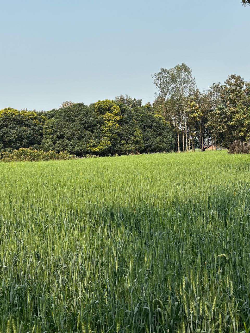 Agronica wheat field landscape